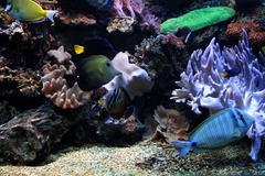 Meeresaquaristik Meerwasseraquarium Korallenverkauf Meeresaquarium Meerwasseraquaristik